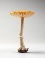A mushroom is standing on top of a white surface photo