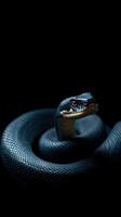A snake is curled up on a black background photo