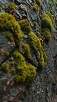 A person is walking down a rocky path photo