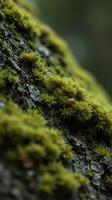 A close up of moss growing on a tree photo