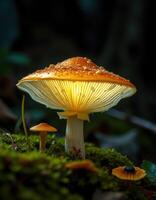 A close up of a mushroom with a light shining on it photo