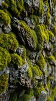 A wall covered in moss photo