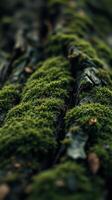 A close up of moss growing on a tree trunk photo