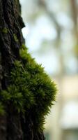 A close up of a tree with moss growing on it photo