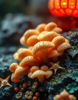 A group of mushrooms photo