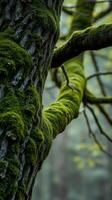 A mossy tree trunk with green moss on it photo