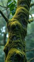 A tree with moss on it photo