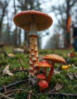 A close up of a mushroom on a tree photo
