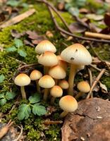 A group of mushrooms growing on the ground photo