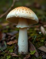 A mushroom that is growing on the ground photo