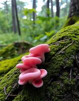A group of pink mushrooms growing on a tree photo