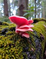 A group of pink mushrooms growing on a log photo