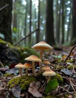 Mushrooms in the forest photo