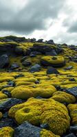 A large field of mossy rocks photo