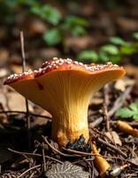 A mushroom with a red and white cap photo