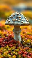 A mushroom is sitting on top of a moss covered field photo