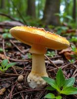 A mushroom on the ground photo