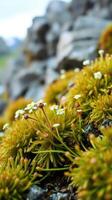 A small group of small white flowers growing on a rocky hillside photo