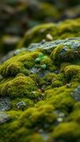 A small plant growing on a moss covered rock photo