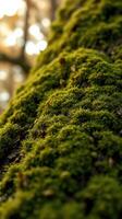A close up of a moss covered tree trunk photo