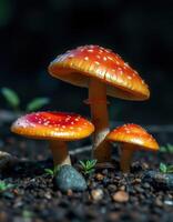 Three red mushrooms are standing on the ground photo