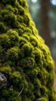 A close up of a moss covered rock photo
