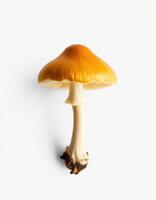 A single orange mushroom on a white background photo