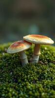 Two mushrooms are sitting on top of a moss covered surface photo
