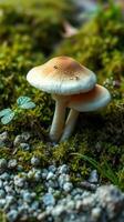 Two mushrooms are sitting on top of a moss covered ground photo