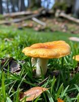 A yellow mushroom sitting in the grass photo