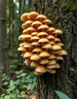 A cluster of mushrooms growing on a tree photo