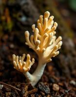 A small white mushroom growing in the dirt photo