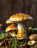 Mushrooms with sauce and herbs on a plate photo