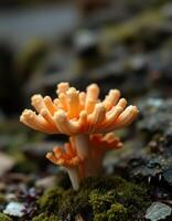 A small orange mushroom growing on a moss covered rock photo