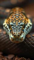 A close up of a snake's head with its eyes open photo