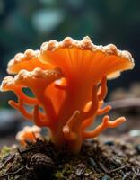 A close up of a mushroom with orange tips photo