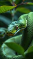 A green snake is sitting on the branch of a tree photo