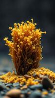 A close up of a yellow seaweed on a rock photo
