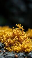 A close up of a yellow fungus on a rock photo