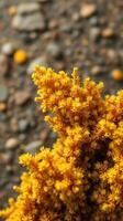 A close up of a plant with yellow flowers photo
