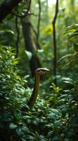 A snake is walking through the forest photo