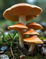 A group of mushrooms growing on a moss covered ground photo