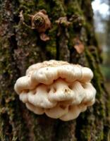A mushroom growing on a tree trunk photo