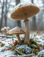 A mushroom with a white cap and brown stem photo