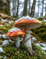 Two red and white mushrooms covered in snow photo