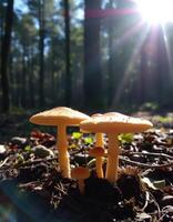 Three mushrooms in the forest with sun shining through photo
