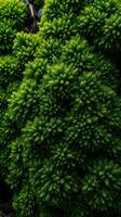 A close up of a green plant with many small leaves photo
