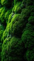 A close up of moss growing on a wall photo