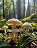 Mushrooms in the forest photo