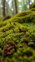 A close up of a moss covered area photo